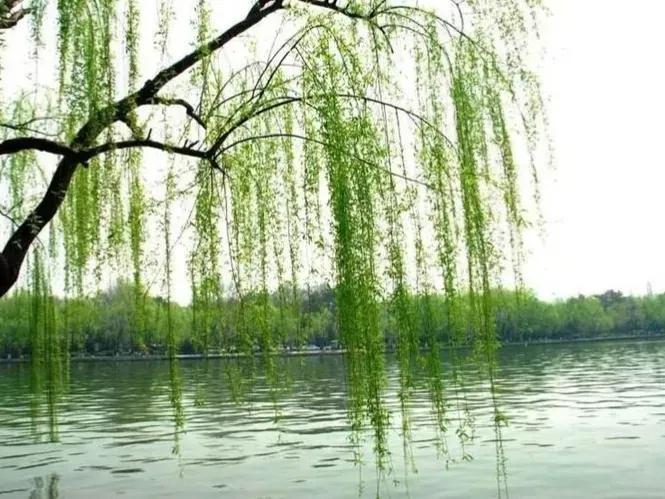 40首咏柳七绝现代,贺知章咏柳七绝