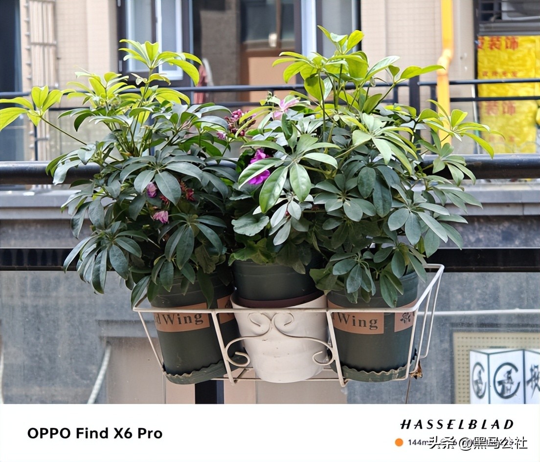 oppo和小米拍照对比,oppo大战vivo