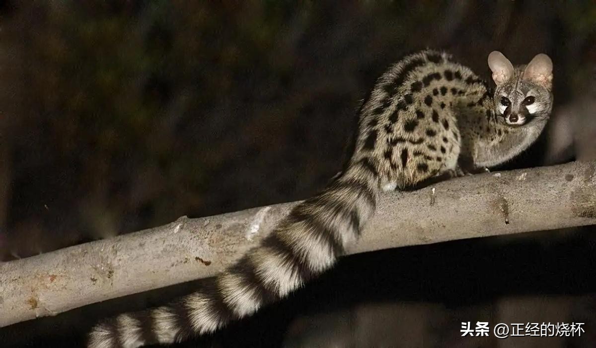 灵猫属于什么猫,长尾灵猫是猫科动物吗