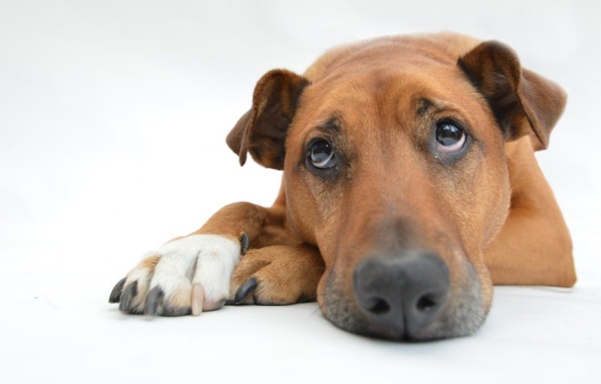 养不熟的狗处理方法,没养过狗的怎么养狗