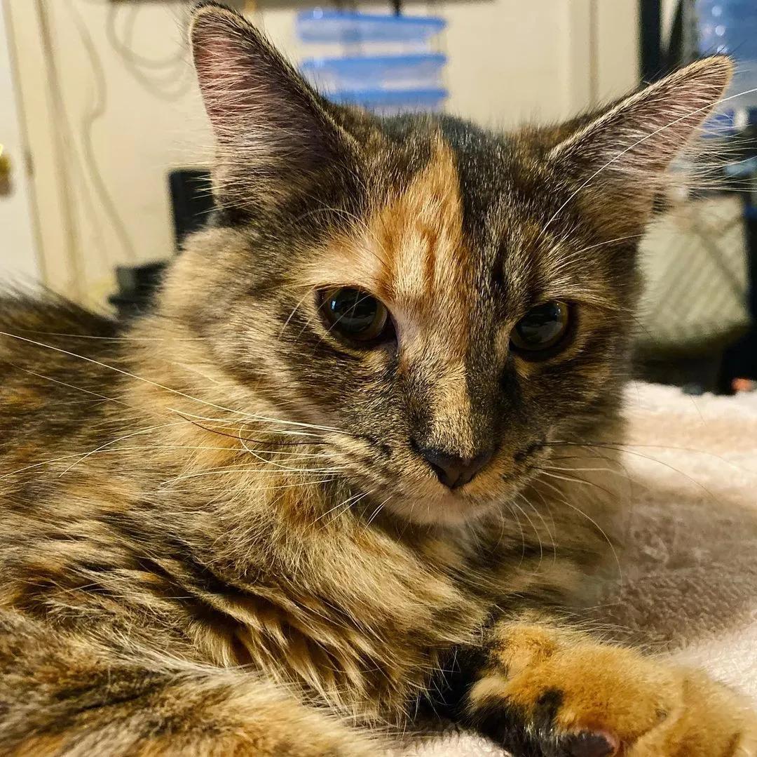 玳瑁阴阳脸猫,阴阳脸玳瑁小猫