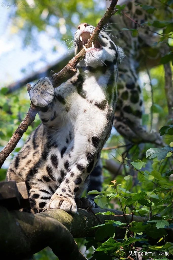 中国最难人工繁育的动物,我国濒危的豹
