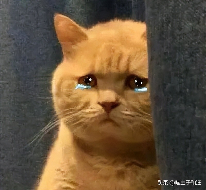 猫被打成脑震荡,猫咪被我打成应激脑震荡