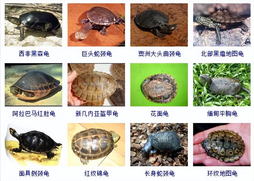 观赏龟品种大全及图片,观赏龟的种类和介绍大全