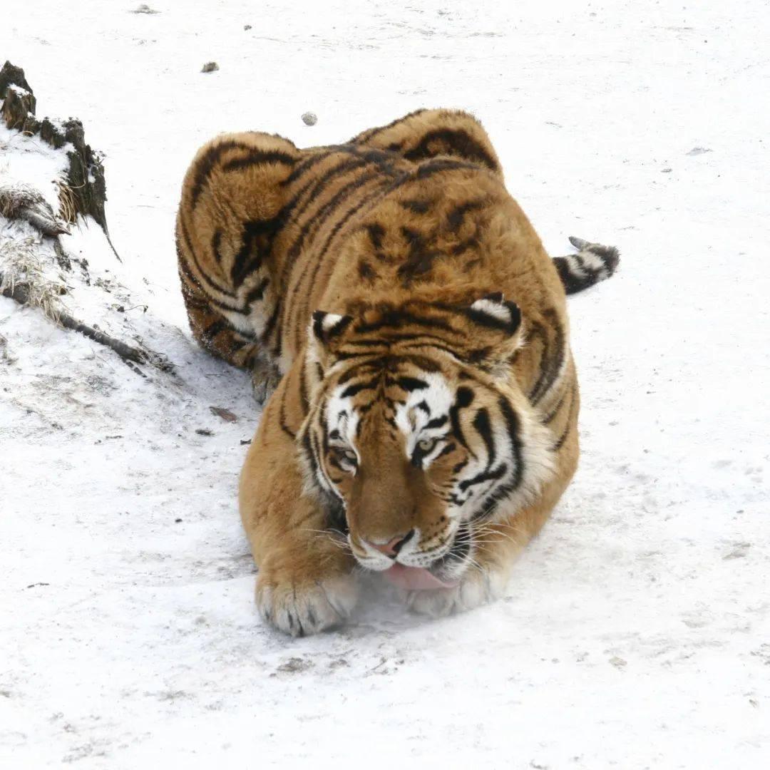 猎人捕猎的工具有哪些,原始猎人捕猎技巧有哪些