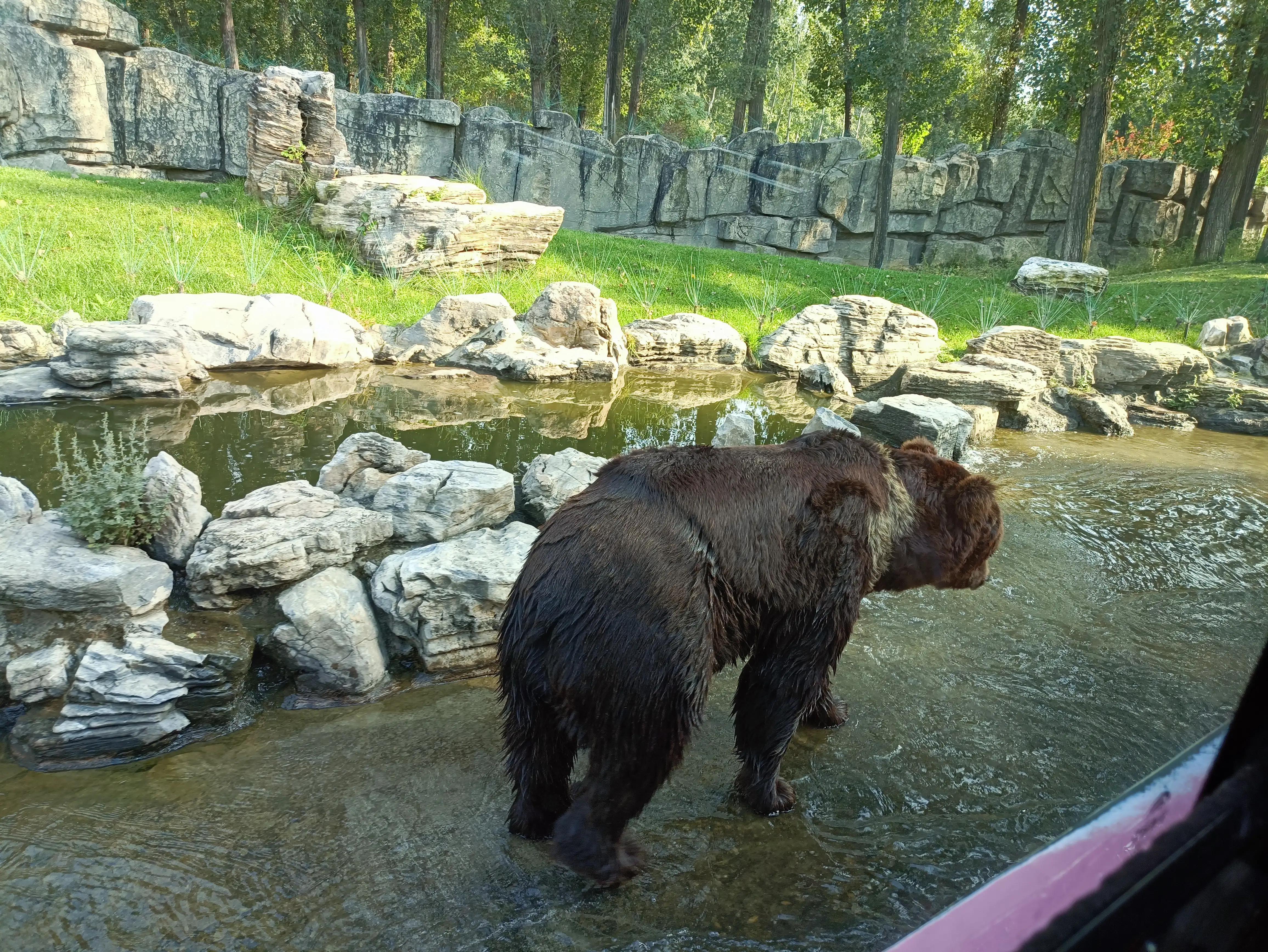 北京动物园和北京野生动物园区别,北京野生动物园狗妈妈和老虎狮子