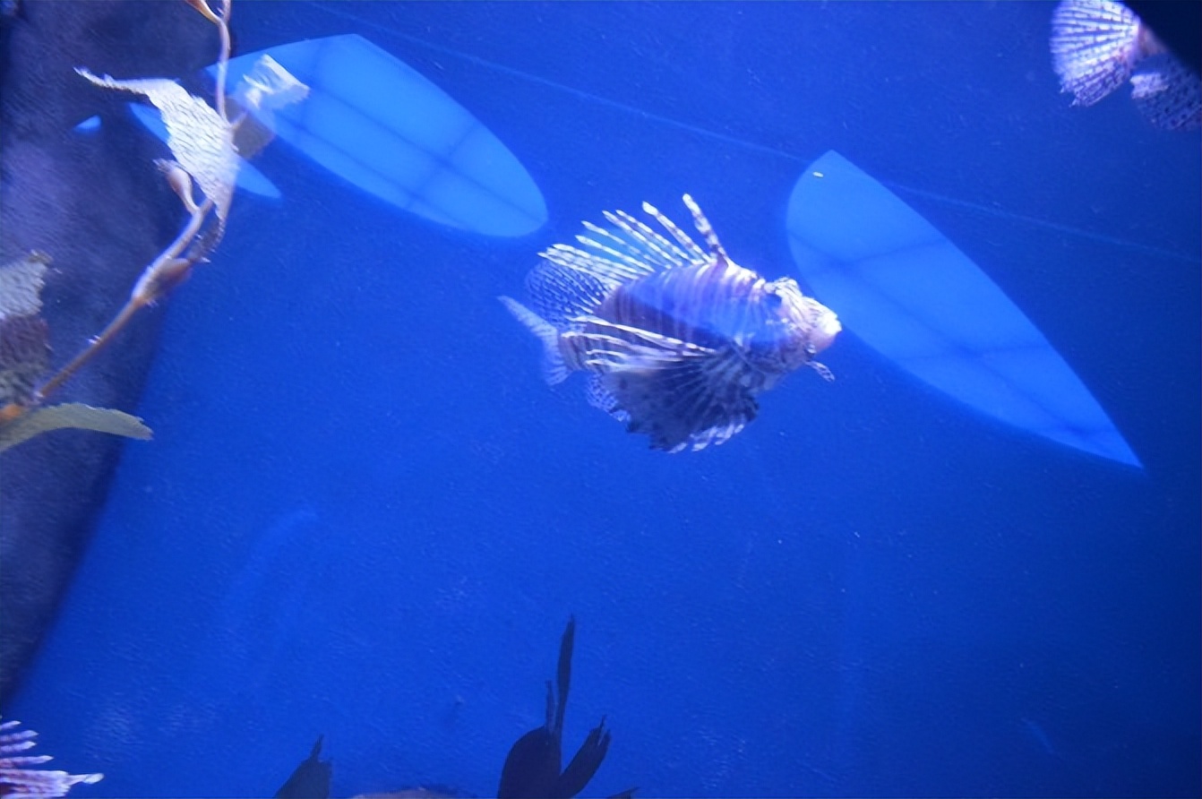 玩的就是心跳香港海洋公园,香港海洋公园经典