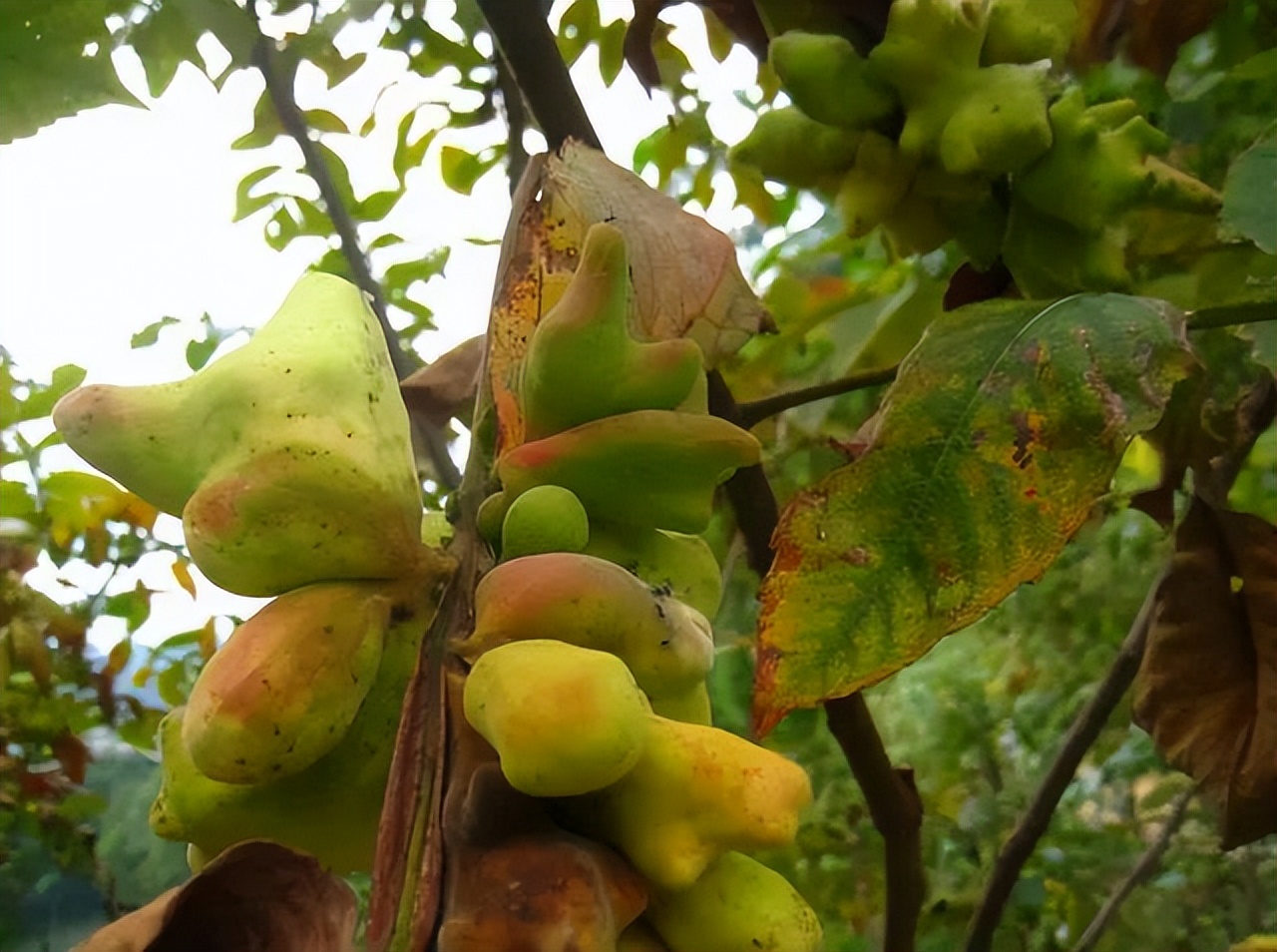 五倍子降火利咽,五倍子和仙灵脾泡水喝