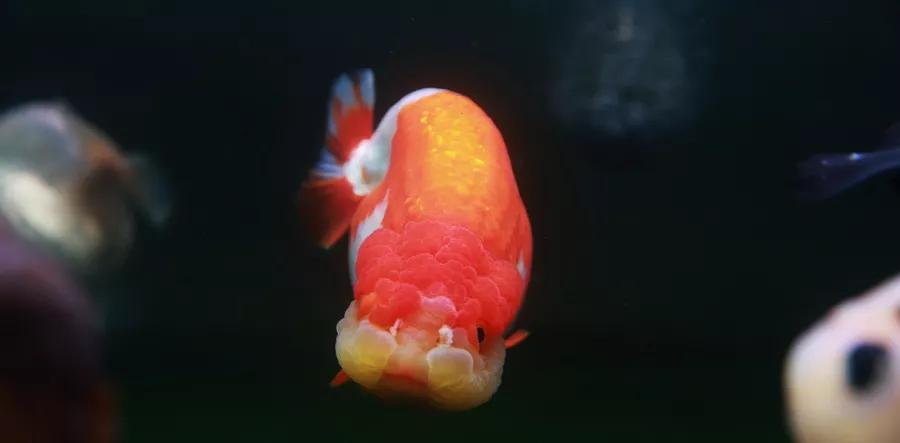 金鱼栽头是什么意思,金鱼失漂和栽头有区别吗