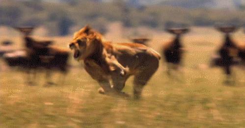 老虎和狮子晚年,狮子和老虎成年期一样吗