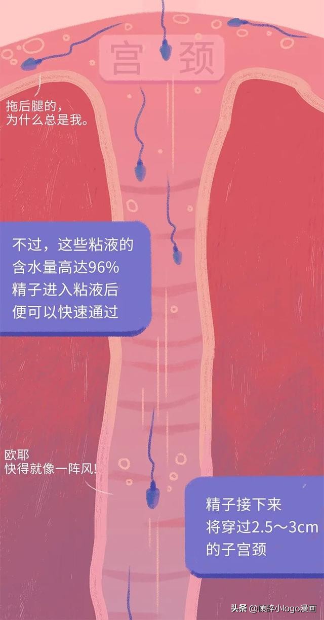 精子进入女生体内的24小时，都发生了些什么？太励志了！（漫画）