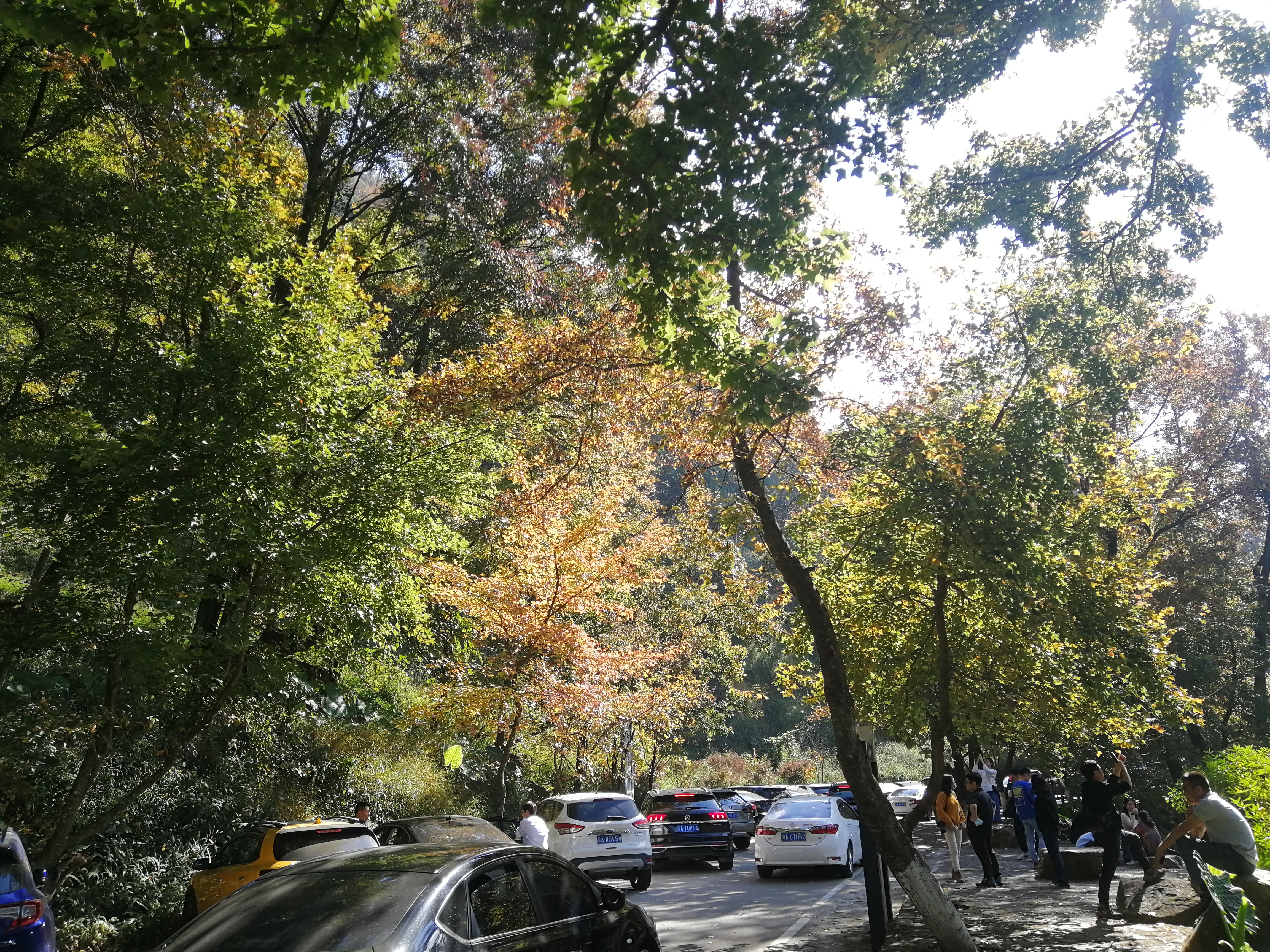 石门森林公园樱花谷交通线路,从化石门公园枫叶