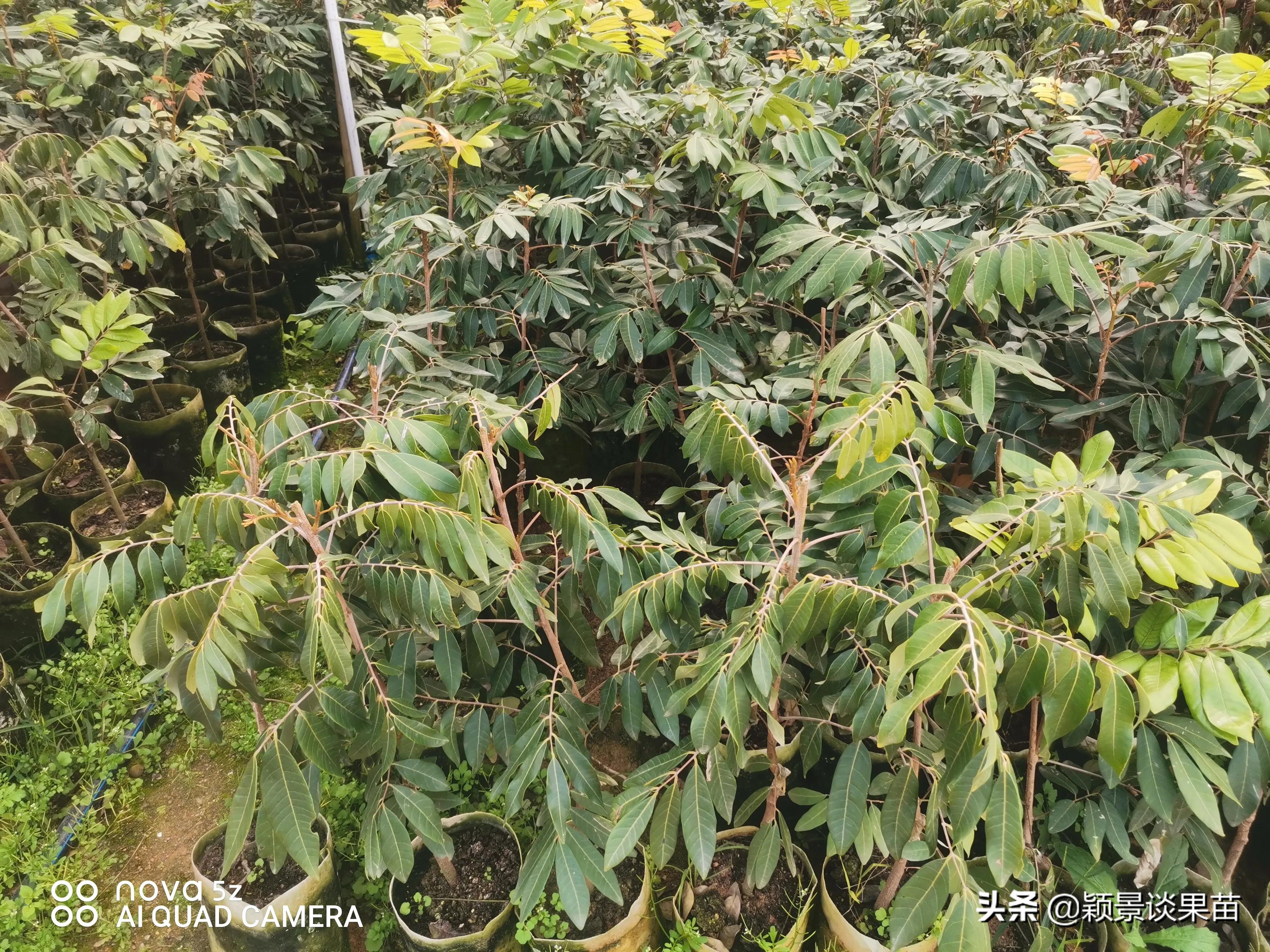 适合南宁种的水果树苗,适合广西种的阳台水果苗