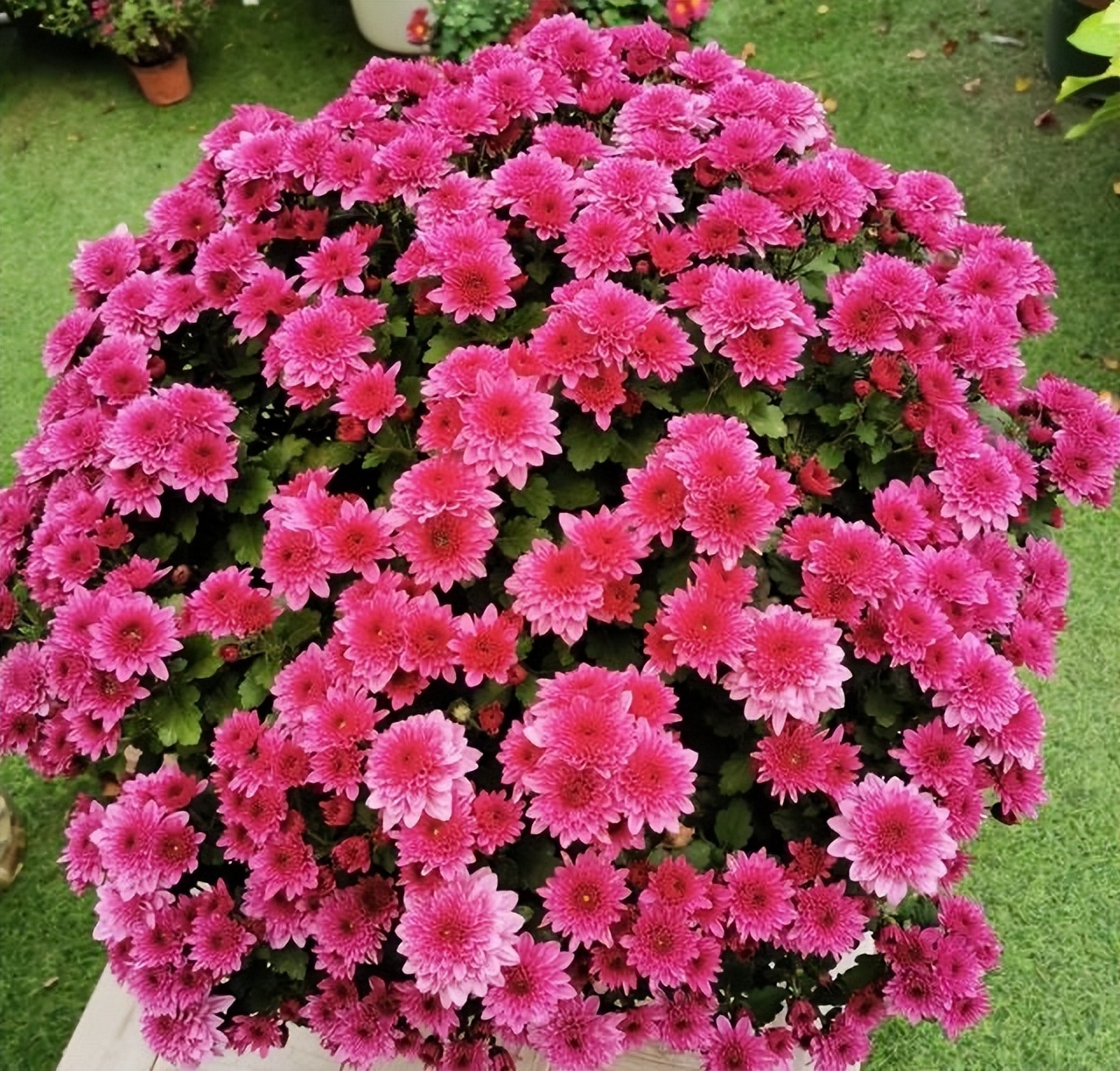 10月份养花注意什么,10月养栀子花