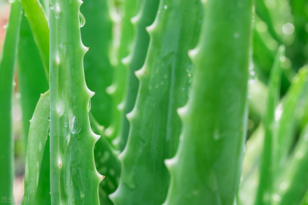 利于空气净化又可室内养的绿植,最适合室内净化空气的大型绿植