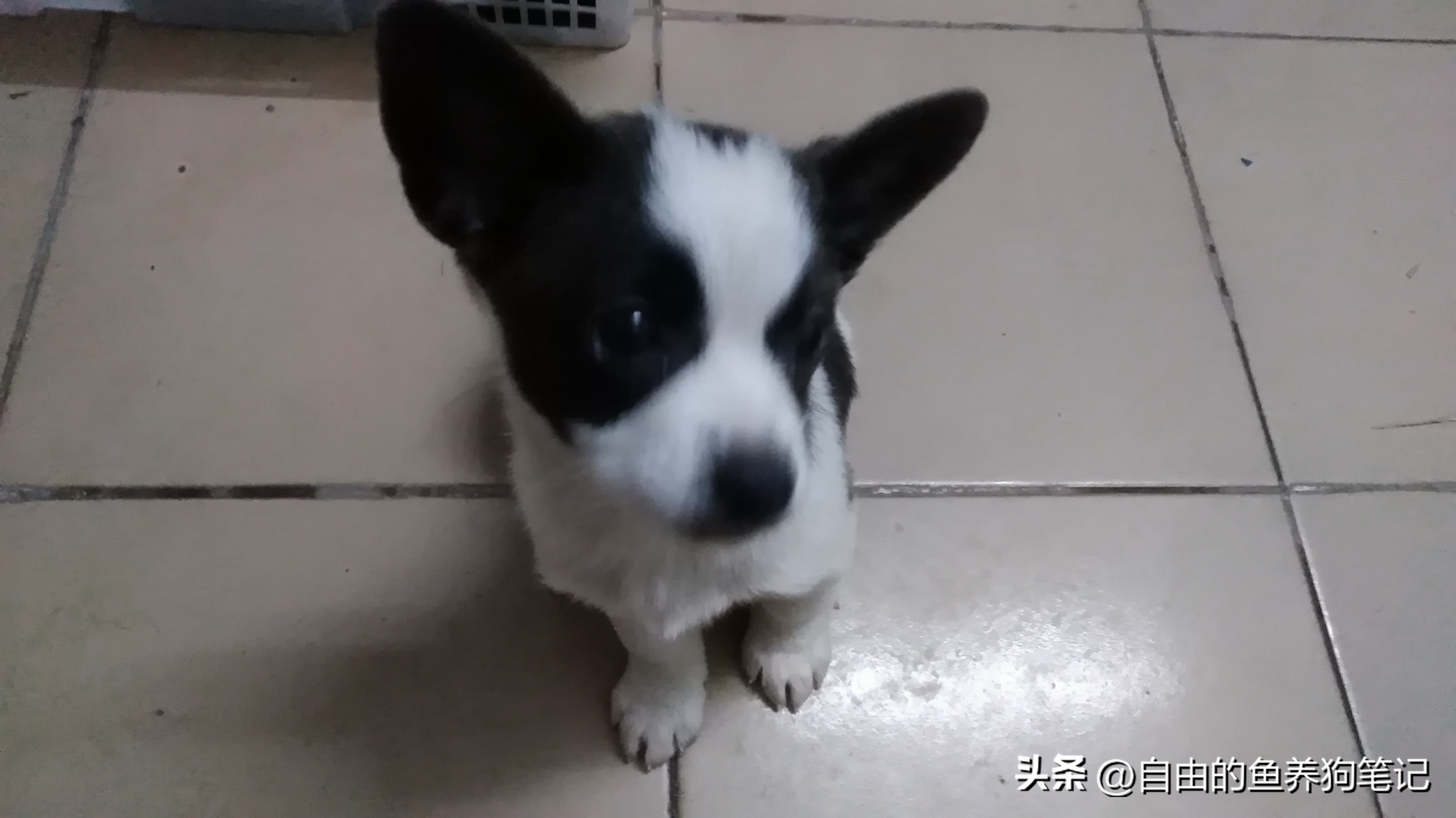 在网上买哪里的狗狗便宜又好,网上买的狗不到一个星期就病了