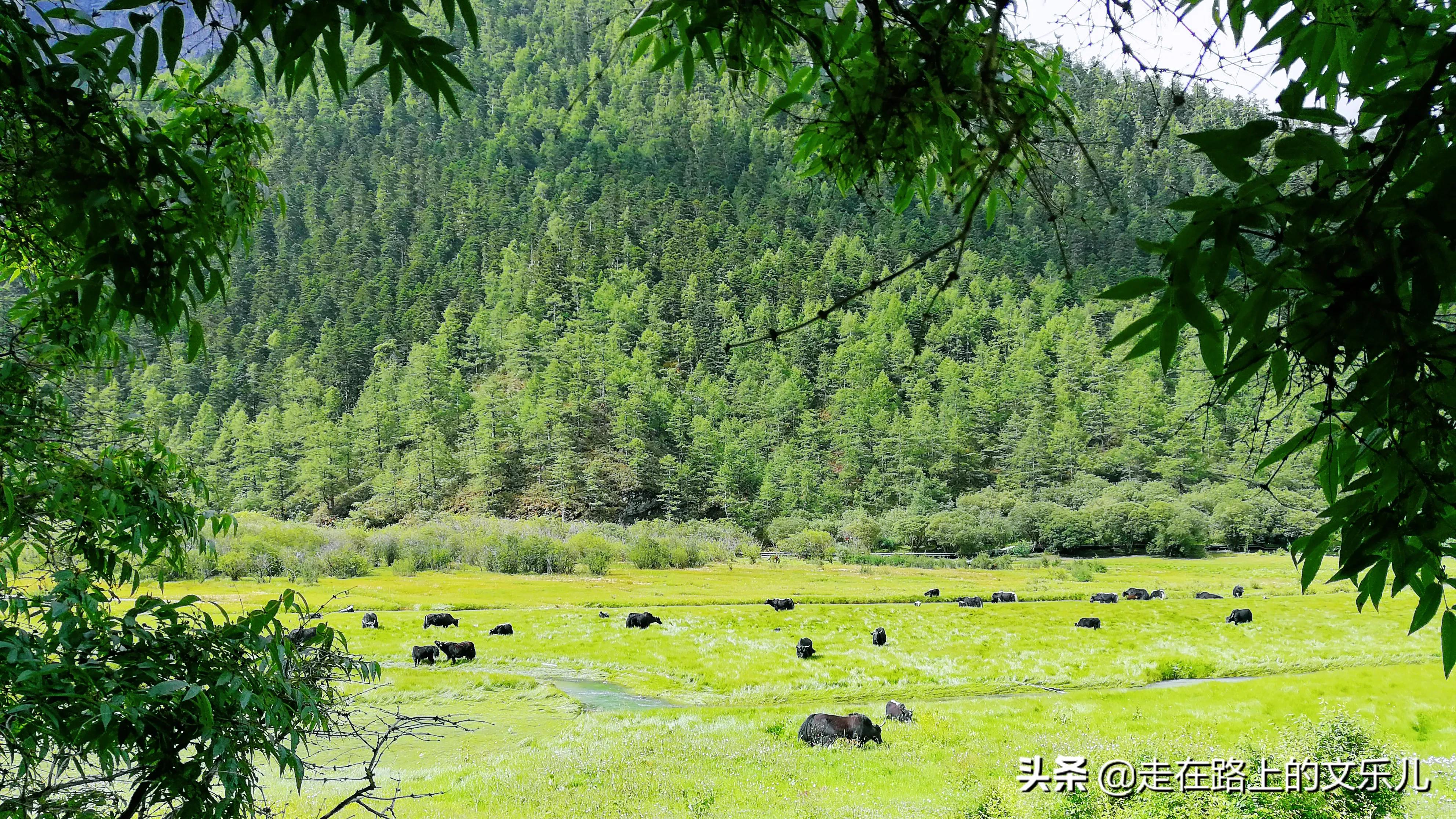 川西稻城亚丁景点介绍,川西稻城亚丁旅游纯玩