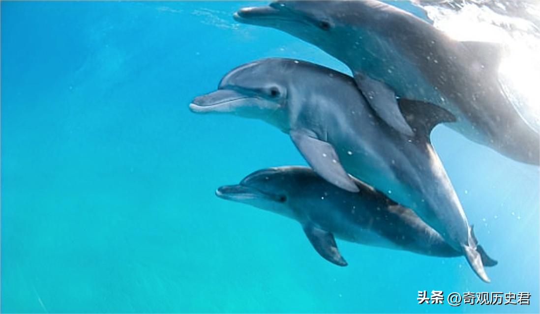 雄性动物进化器官,雄性生物生殖进化