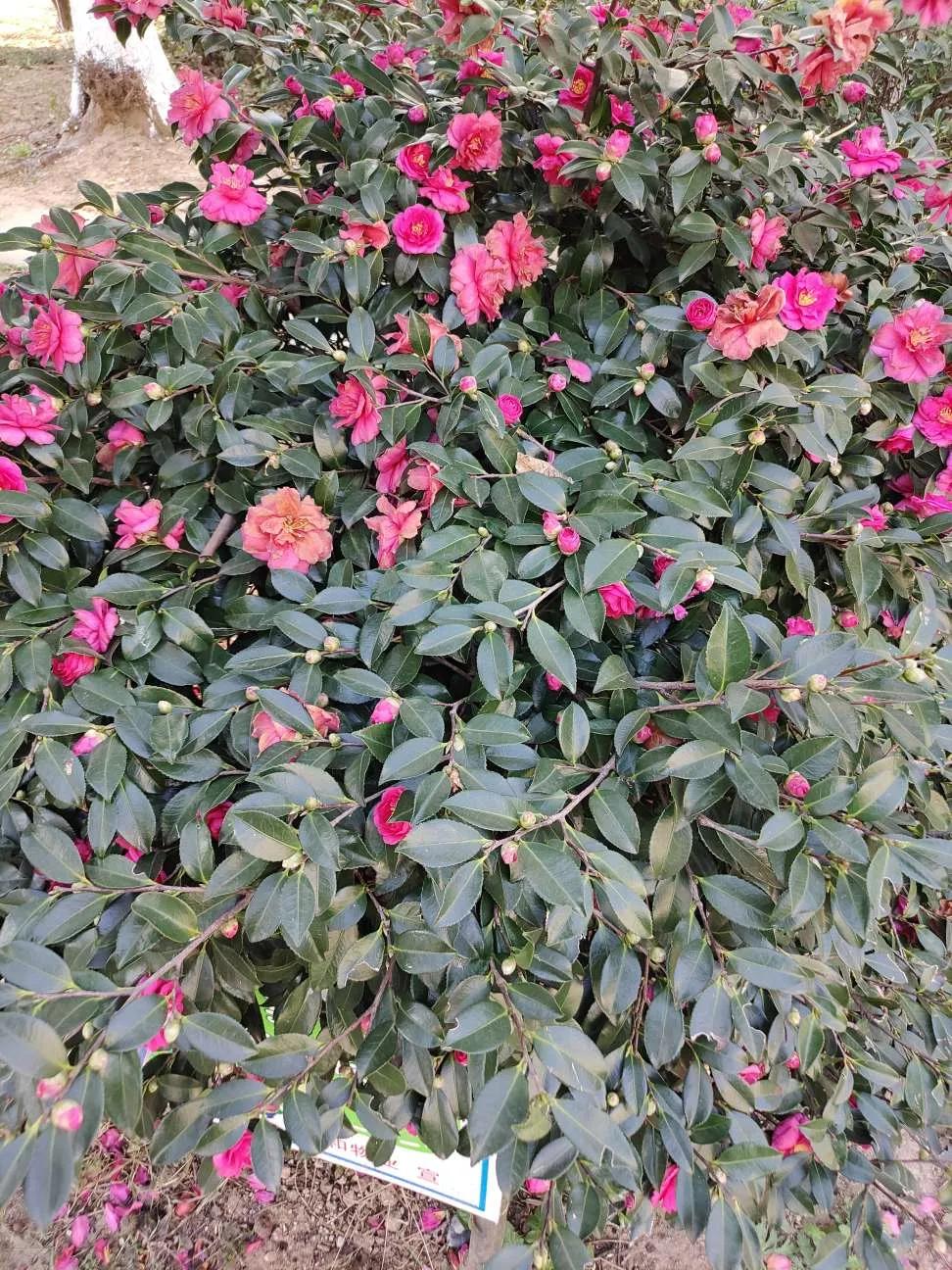 认识各种花的花名,认识各种花的名称