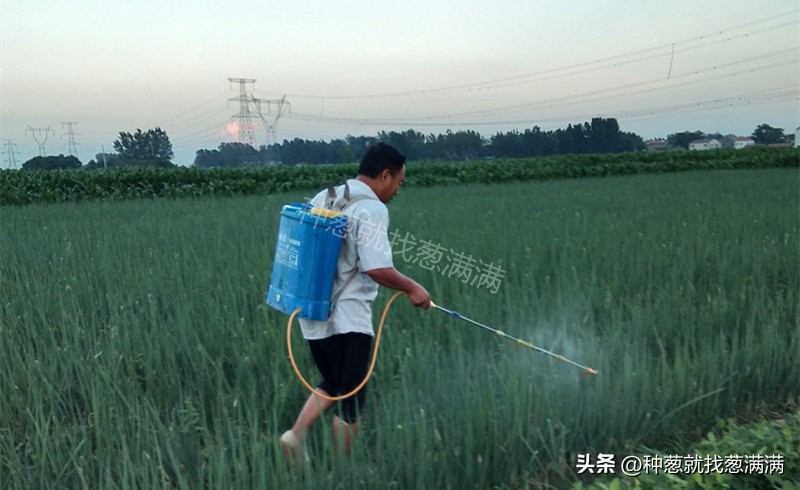 葱管里的虫打什么药效果好,葱管虫怎么治疗最有效