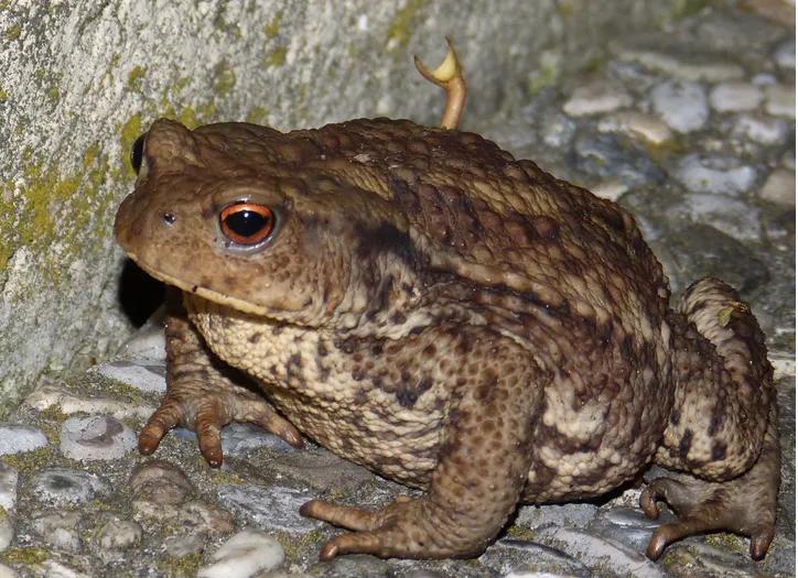 蟾蜍养殖前景效益分析论文摘要,蟾蜍养殖前景分析报告书