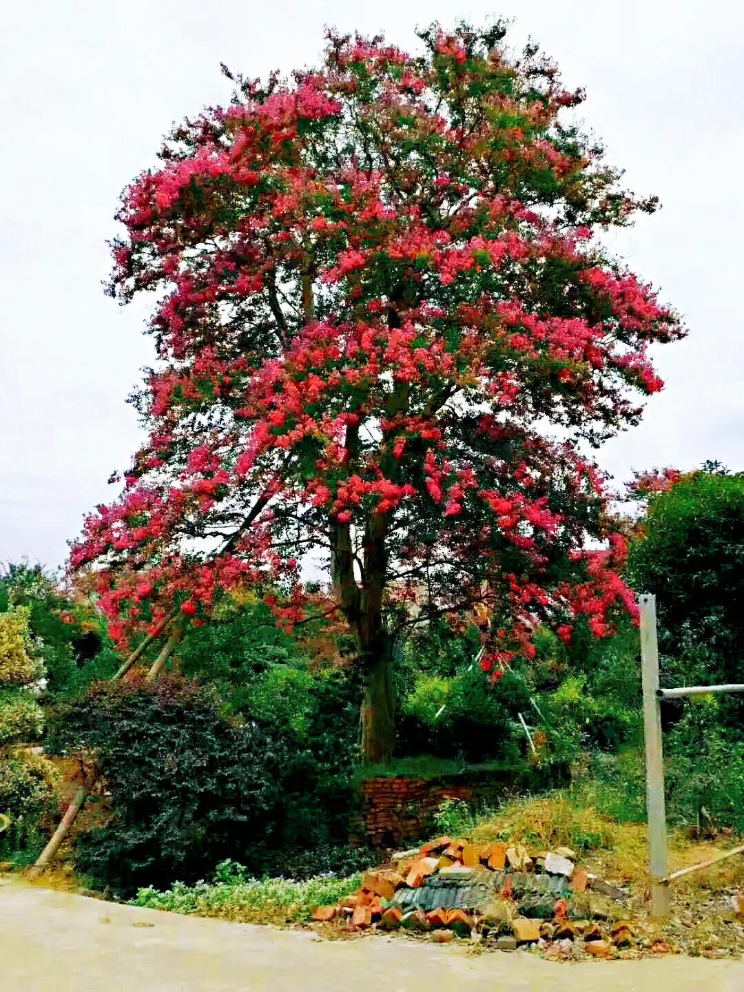 大花紫薇枝叶,紫薇大花的照片