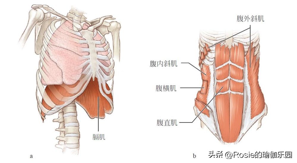 张颂文瘦肚子,张颂文大肚腩