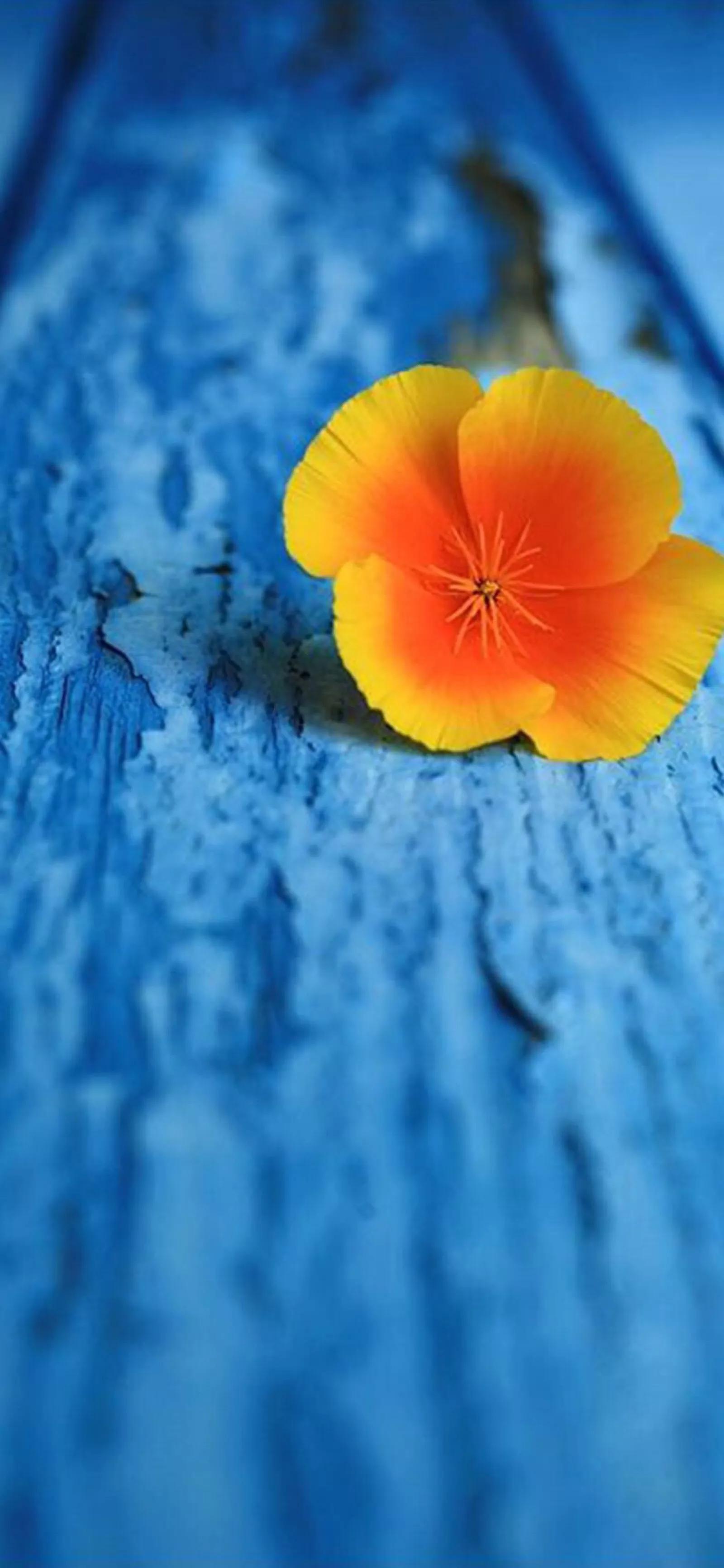 高清壁纸图片全屏干净高级,男士专用黑色美女全屏壁纸