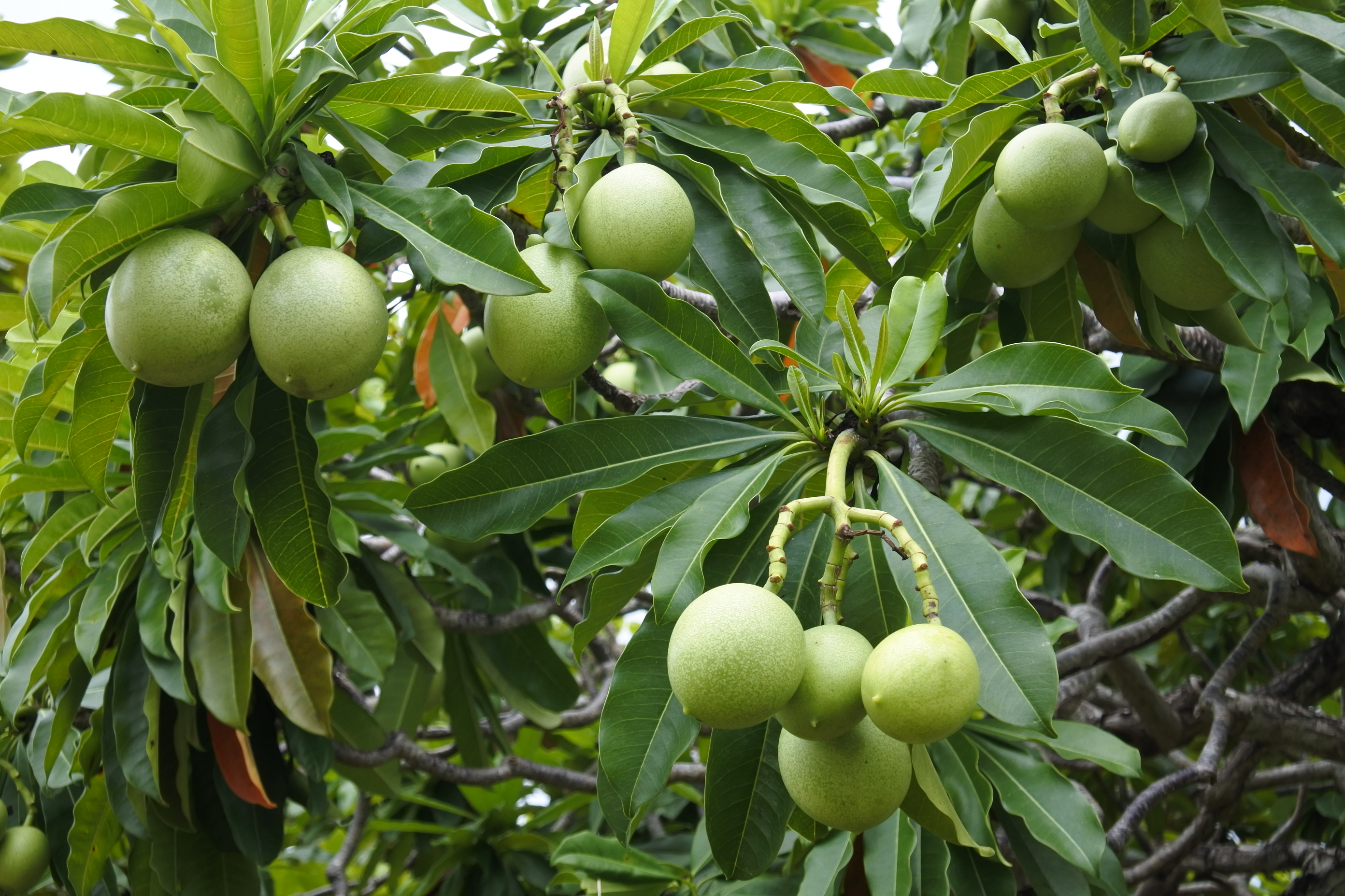 世界上最危险的十种树排行完整,史上最危险的4种树