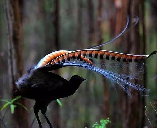 动物千姿百态,动物园的动物千姿百态