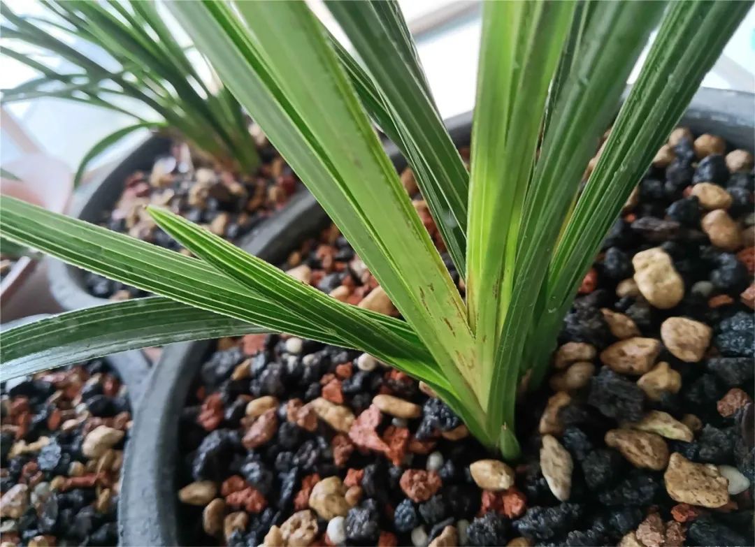 春季真柏盆景如何进行病虫害防治,不用防治的植物病害