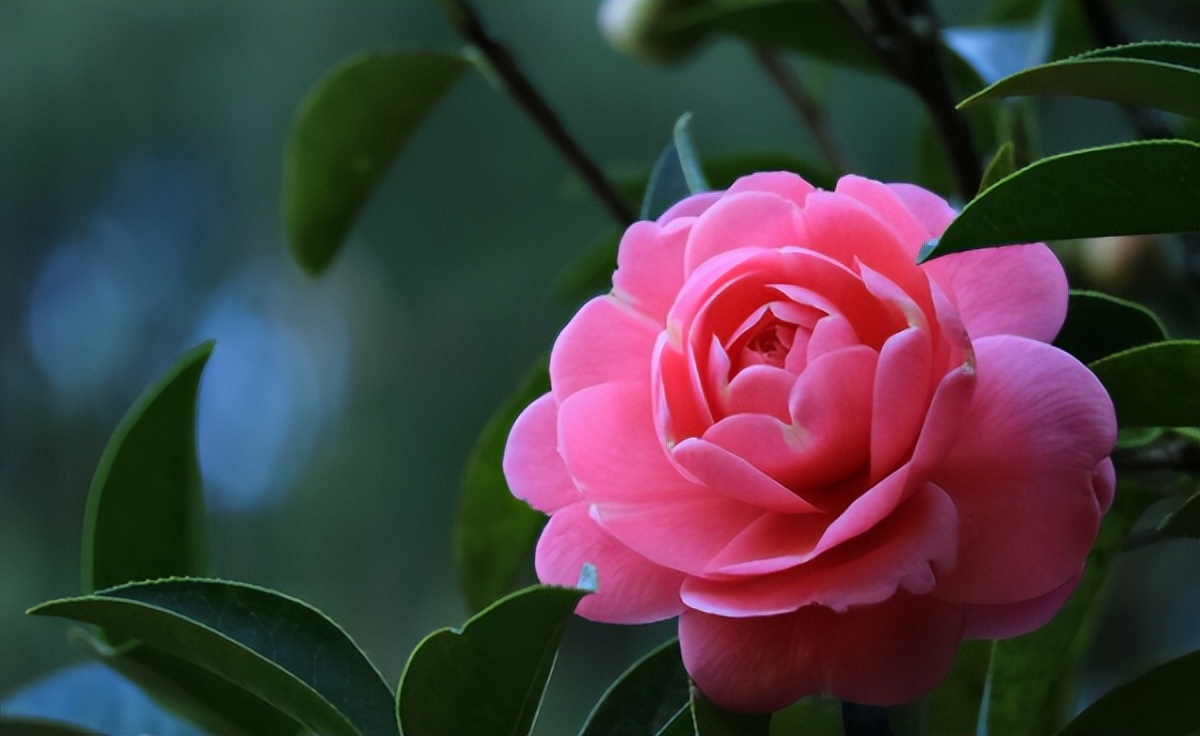 #草木有趣|雪里开花到春晚，不是寻常儿女花