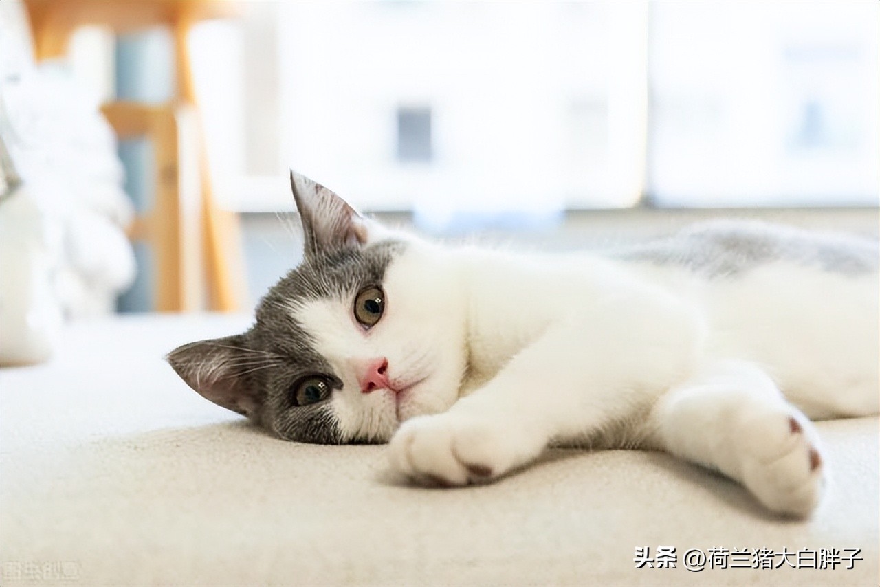 怎么看猫咪的冷知识和热搜,猫咪味觉如何这些冷知识你知道吗