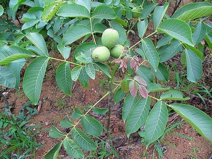 核桃种子怎么种植,核桃种子育苗时是哪端朝上