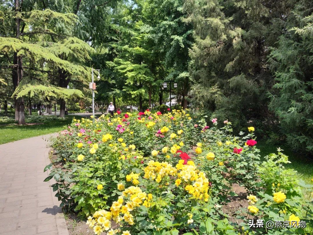 又到一年花开时下半句,又到一年花开时朗诵