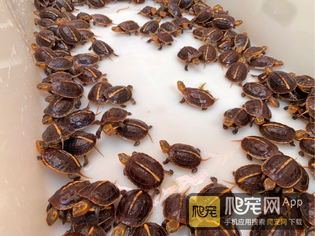 养龟水放点食用盐,养龟放大粒盐