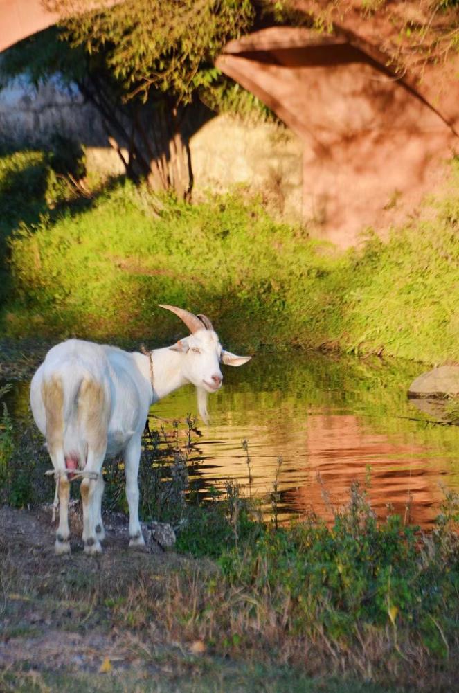 在云南沙溪，年轻人彻底躺平，你们这样让资本家急了