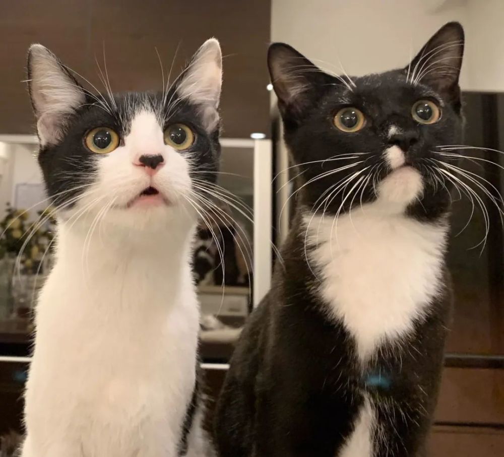 养猫一时爽火葬场,撸猫一时爽养猫火葬场