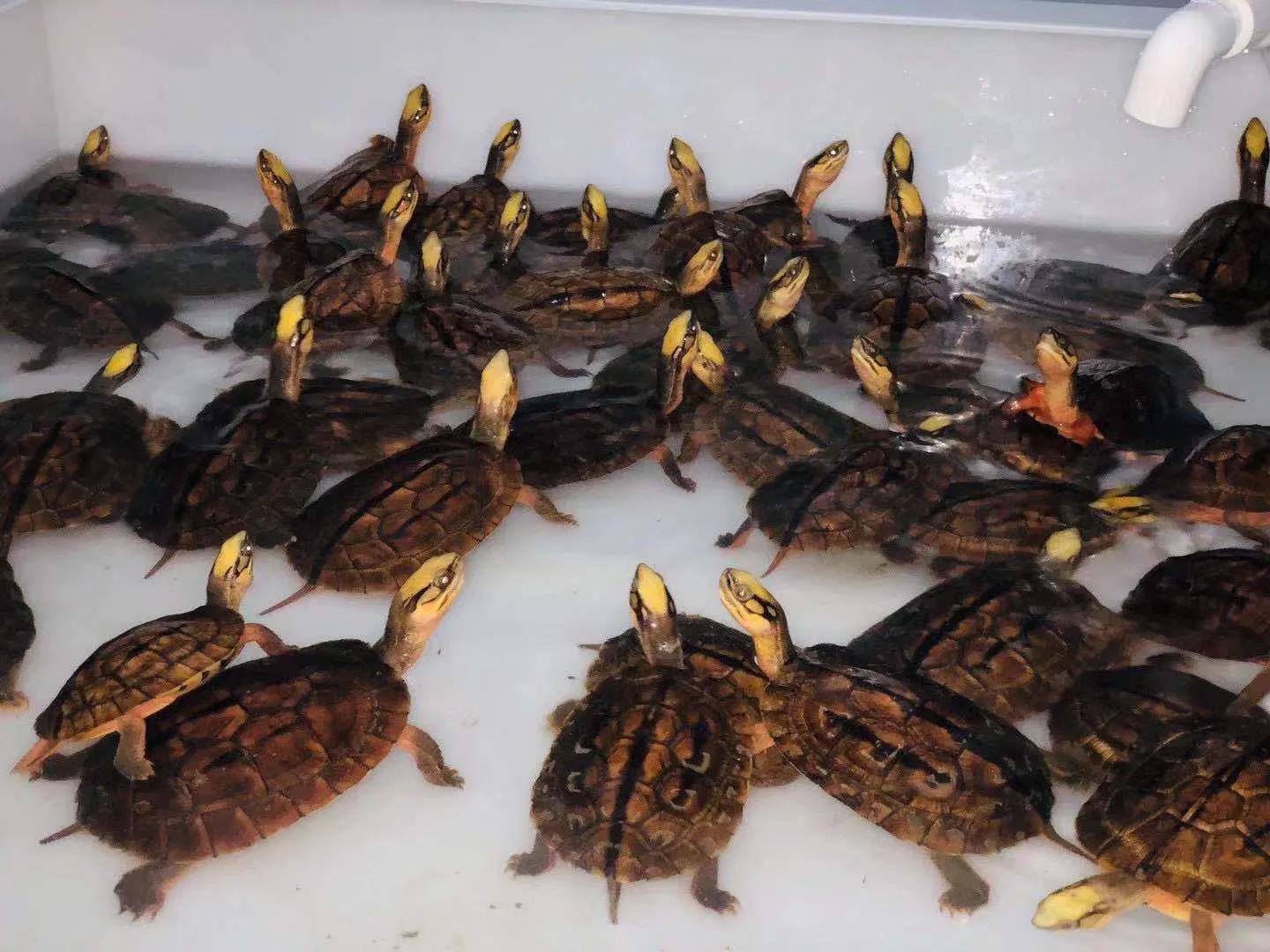 金钱龟养殖视频全过程播放,大的金钱龟怎么养殖