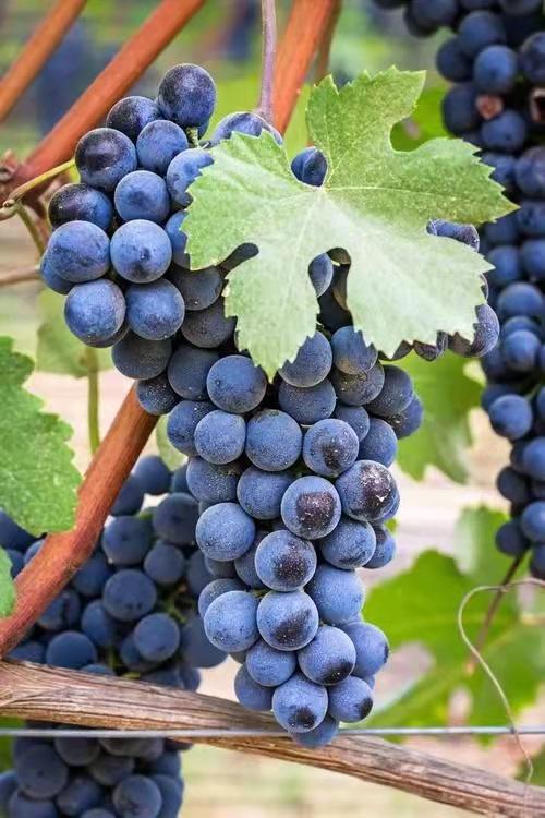 扶风重点项目,扶风法门最新规划