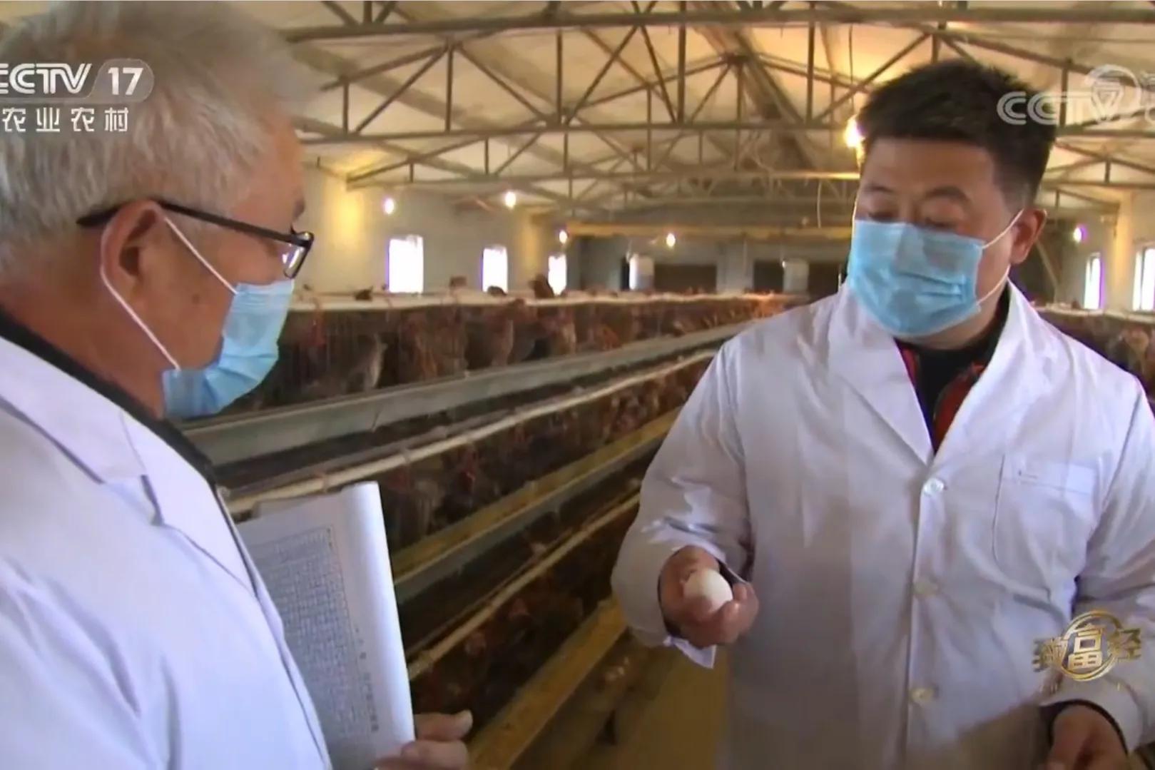 一小伙承包荒山搞养殖年挣百万,河北小伙种100亩地一年赚多少钱