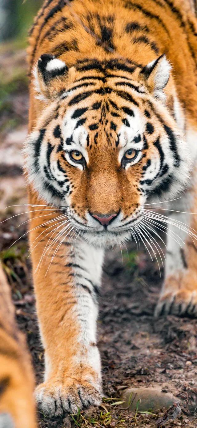 戏说老虎图文杂汇