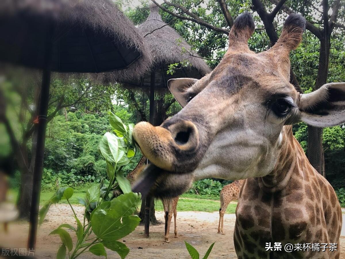 长隆和长鹿哪个门票便宜,长鹿动物园和长隆动物园哪个好玩