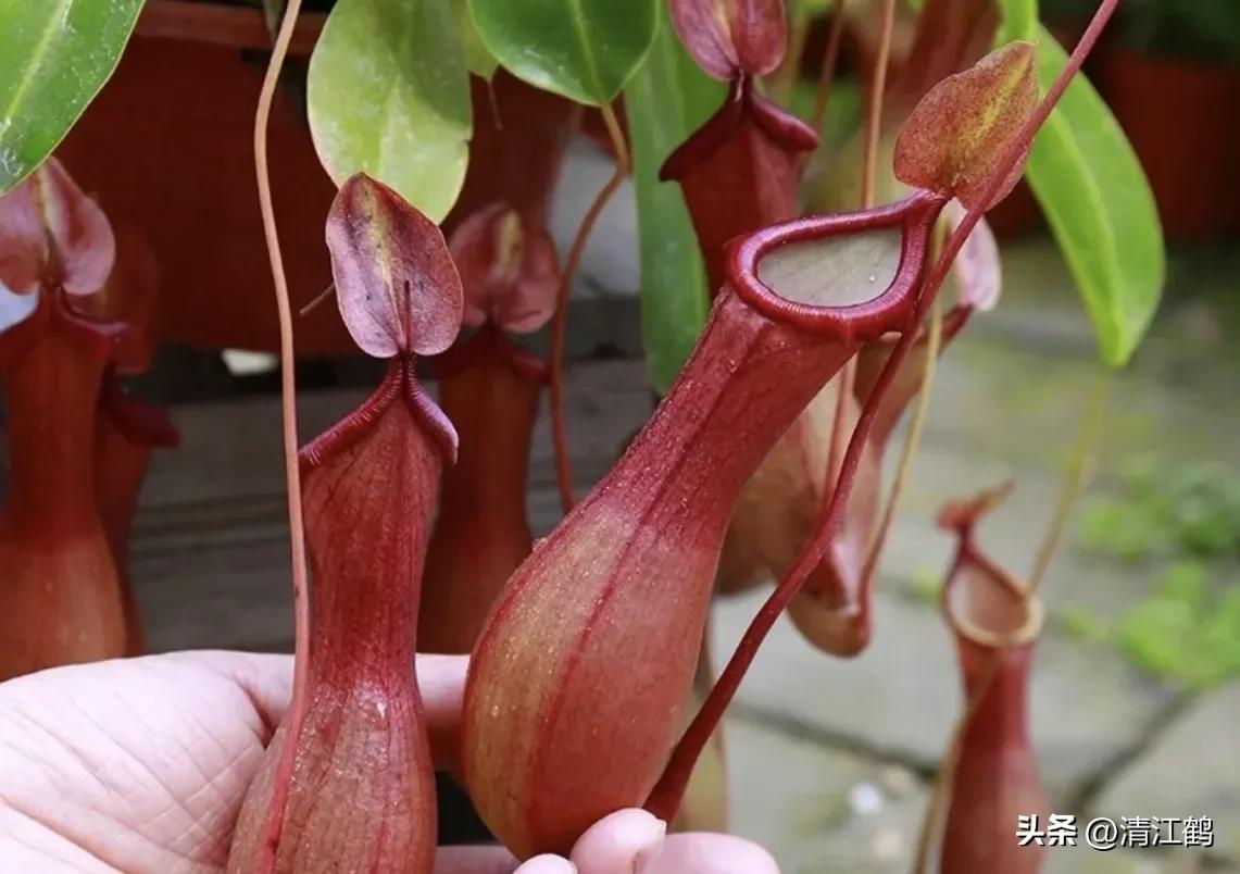 有什么推荐的食虫植物,又好看又便宜的食虫植物