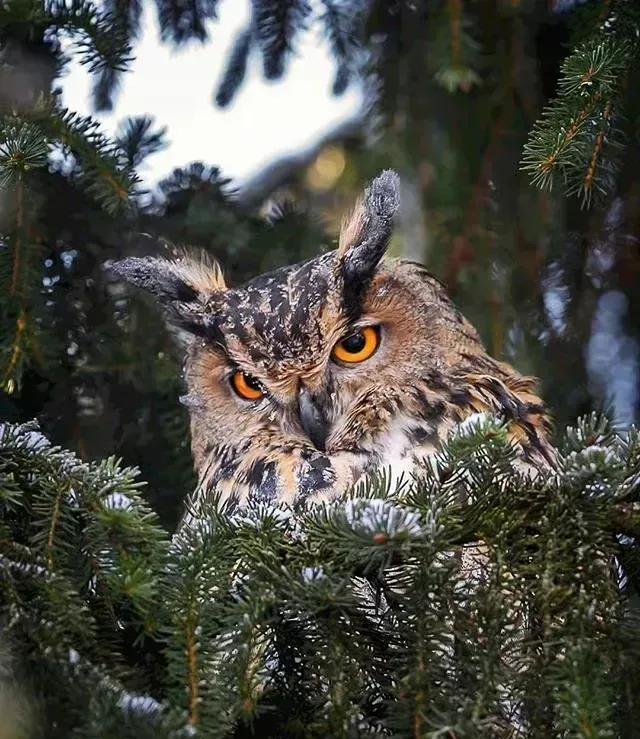 学习成语的最佳方法,学习成语的书籍大全