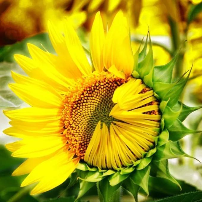 春夏之交，越来越多的花含苞欲放，这一百种娇媚蓓蕾真是美不胜收