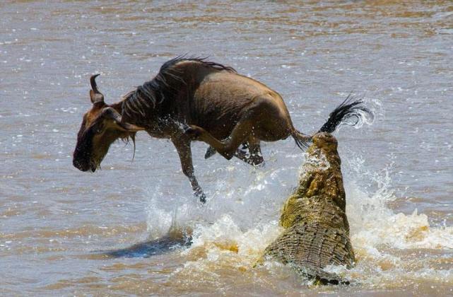 为什么角马长得像牛却叫马,角马长得明明像牛为何叫马
