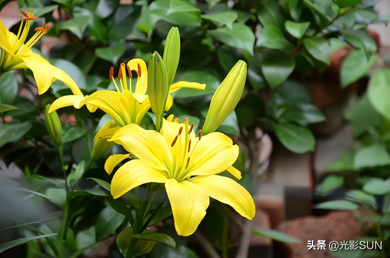 百合花的花语文案爆款,百合花的花语和传说