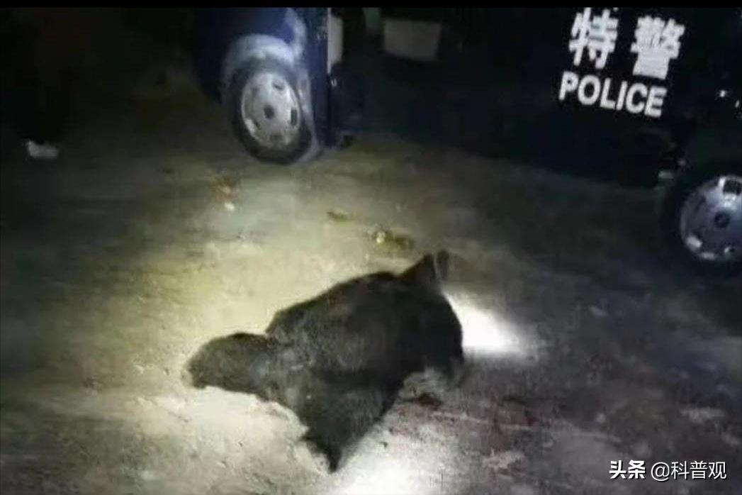 黑龙江两头黑熊,户外偶遇跟踪的黑熊该如何应对