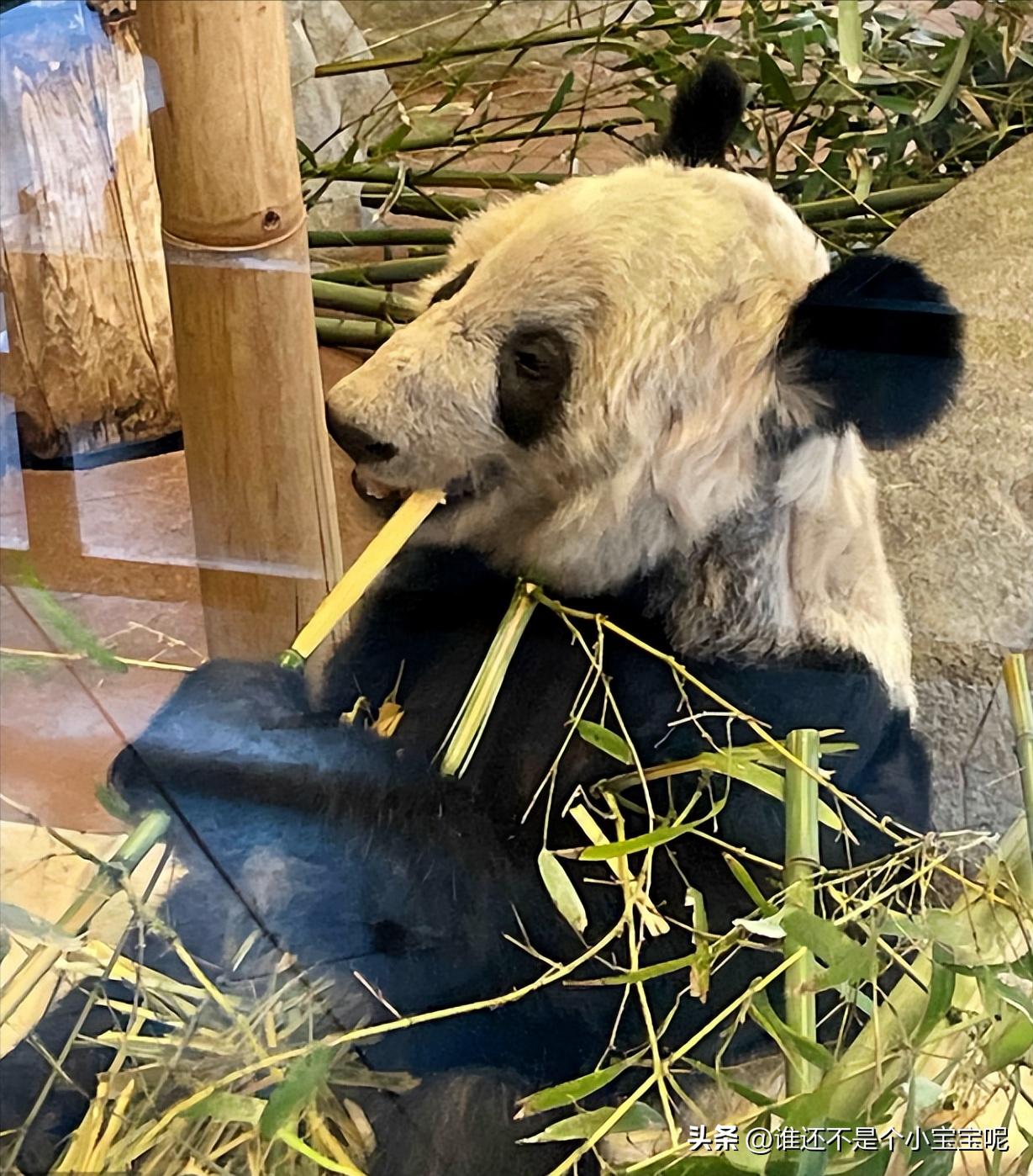 目前在国外的大熊猫有几只,大熊猫国外租借了多少只